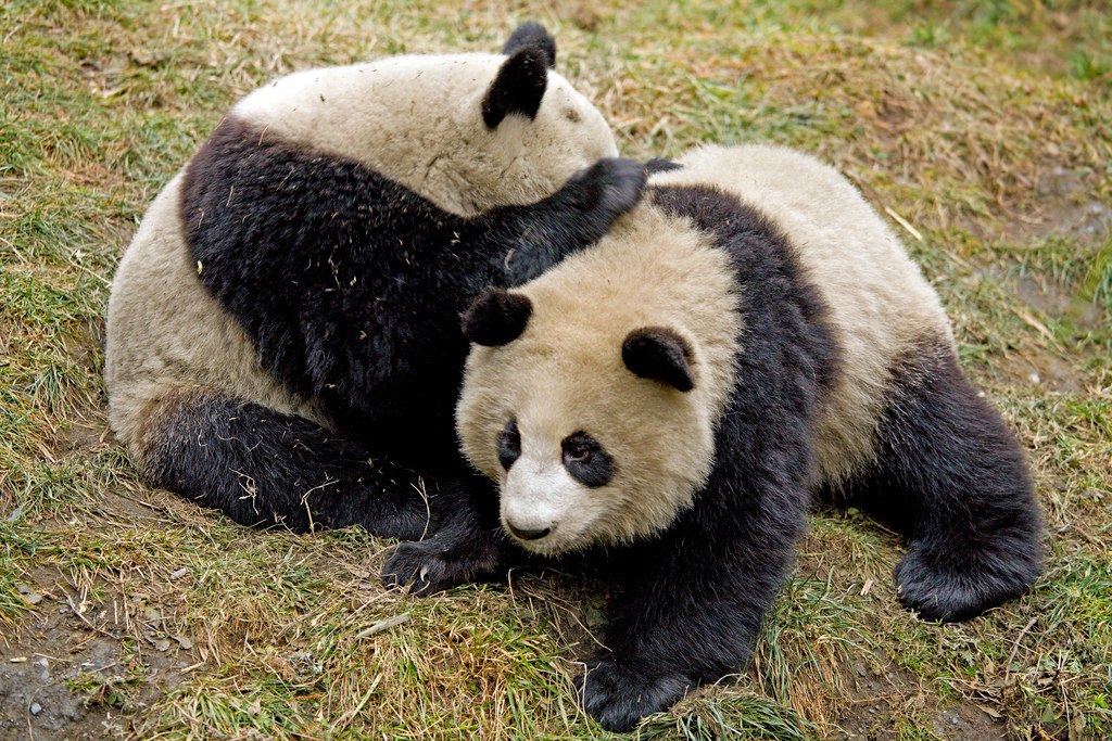 Rota do Urso Panda - Pacote de viagem para China