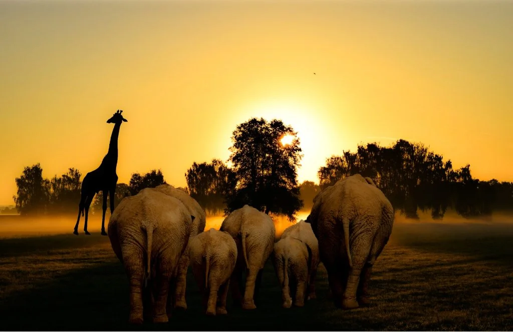 Botswana com Delta do Okavango e Victoria Falls