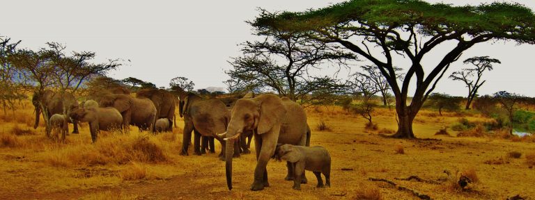 Tanzania e quenia africa travel brazil
