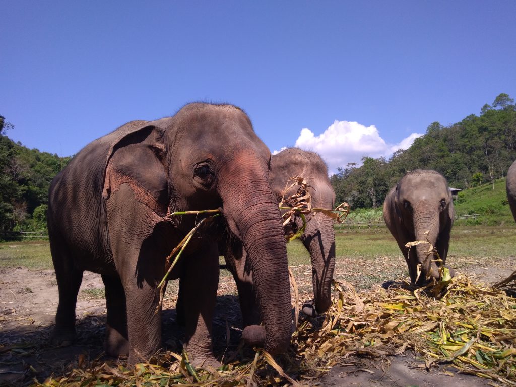 Viagem para Tailândia. Santuário de elefante.