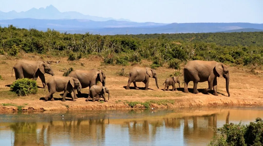 África do Sul e Mauritius