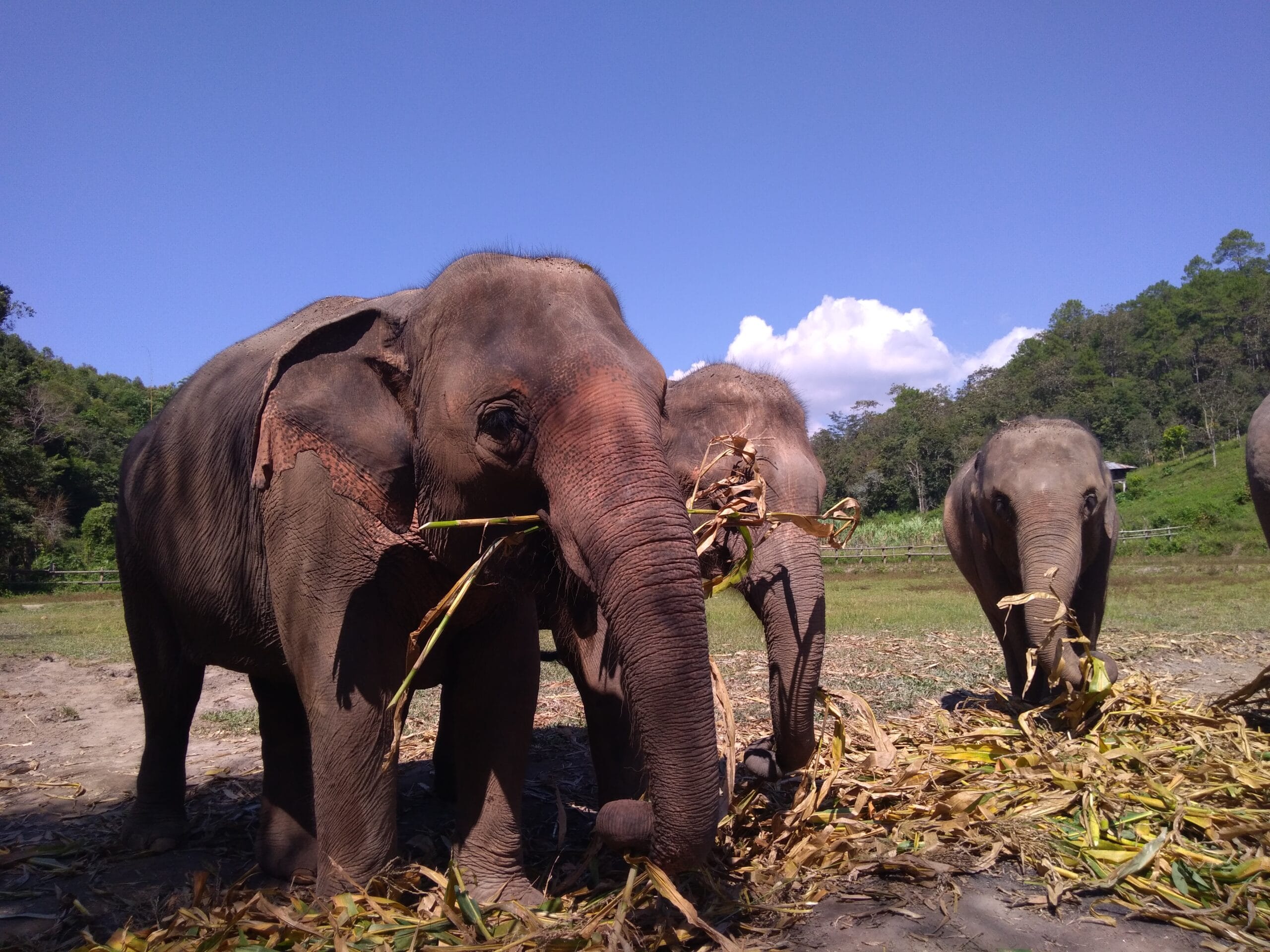 Viagem para a Tailândia: Chiang Mai. Norte da Tailândia. Foto por Ana Travel.